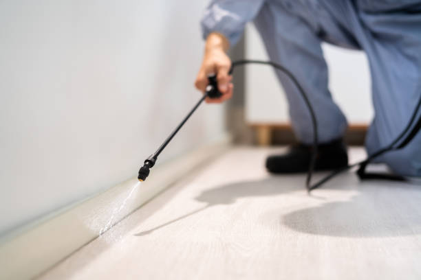 Licensed Wasp Removal service in Pandora, OH - Show Me Pest Control